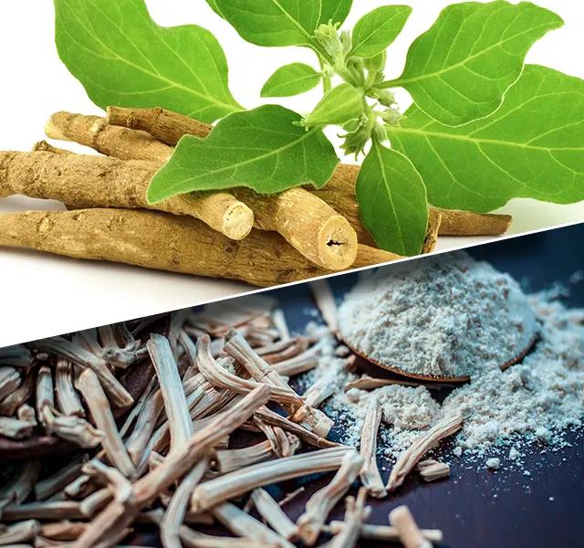 Ashwagandha Vs Shatavari: Which is a Better Adaptogen?